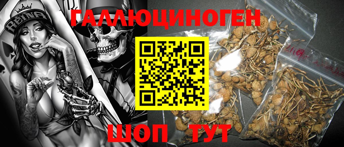 Псилоцибиновые грибы Psilocybe Губаха